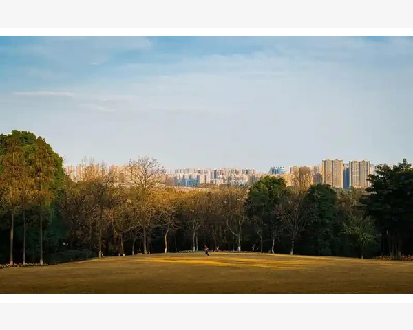 甘草桔梗：自然安神咳喘，传承中医智慧的神奇组合